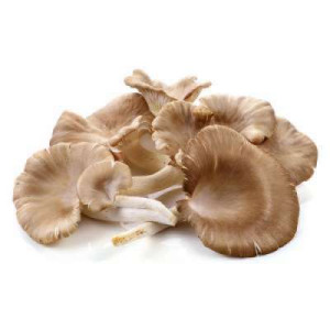 S.B.K OYSTER MUSHROOM 90G S.B.K OYSTER MUSHROOM 90G