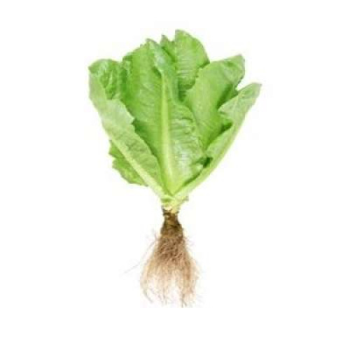 CHINESE LETTUCE 250G