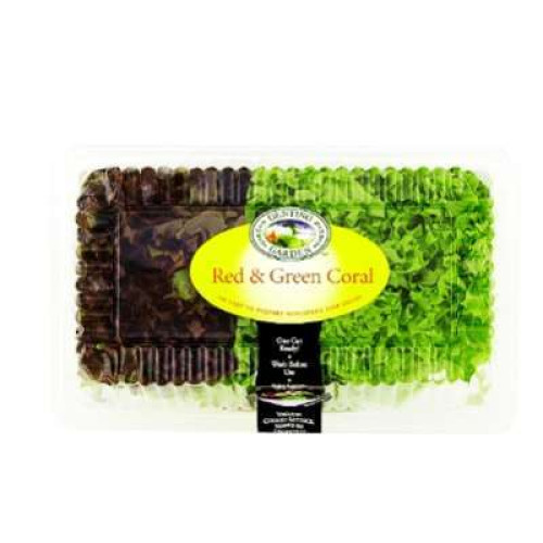 GENTING GARDEN RED/GREEN OAK LEAF LETTUCE 2PCS