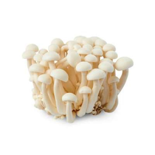 CN SHIMEJI MUSHROOM 150G