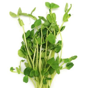 PEA SPROUT 150G PEA SPROUT 150G