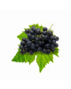 SA BLACK SEEDLESS GRAPE 500G