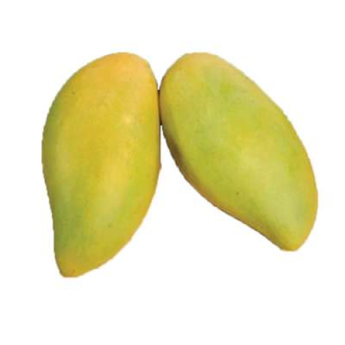 CN GOLD KATE MANGO - KG