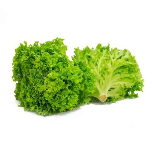FINEST SELECTIONS GREEN CORAL LETTUCE 200G -220G